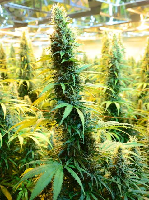 Telegram:(@arven_knox) Buy Coke,Weed,MDMA,Meth,Cannabis,Cocaine in Barcelona