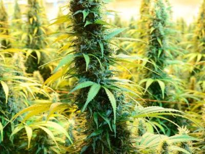 Telegram:(@arven_knox) Buy Coke,Weed,MDMA,Meth,Cannabis,Cocaine in Belgrade